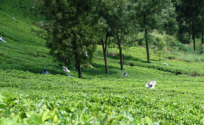 Trekking in Haputale - Tea Estate walking in Haputale - Tea Estate Bungalows & Villas in Haputale - Tea Estate Tours in Haputale - Tea Estate in Sri Lanka - Trekking trips in Sri Lanka - Sri Lanka Trekking & Hiking