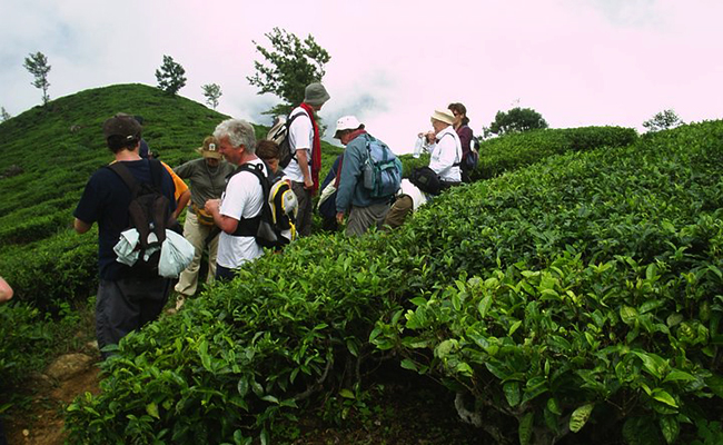 Trekking in Haputale - Tea Estate walking in Haputale - Tea Estate Bungalows & Villas in Haputale - Tea Estate Tours in Haputale - Tea Estate in Sri Lanka - Trekking trips in Sri Lanka - Sri Lanka Trekking & Hiking