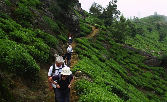 Trekking in Haputale - Tea Estate walking in Haputale - Tea Estate Bungalows & Villas in Haputale - Tea Estate Tours in Haputale - Tea Estate in Sri Lanka - Trekking trips in Sri Lanka - Sri Lanka Trekking & Hiking