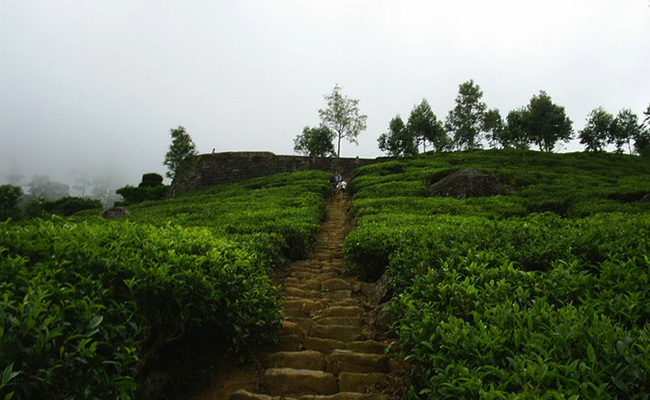 Trekking in Haputale - Tea Estate walking in Haputale - Tea Estate Bungalows & Villas in Haputale - Tea Estate Tours in Haputale - Tea Estate in Sri Lanka - Trekking trips in Sri Lanka - Sri Lanka Trekking & Hiking