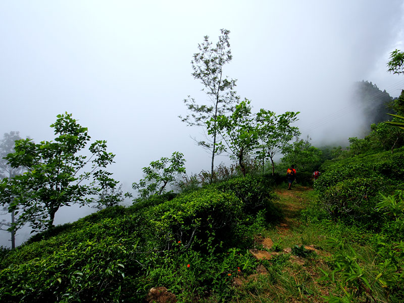 cenic Trekking and Hiking Tours in Horton Plains and Bambarakanda Waterfall - Horton Plains trekking tours - bambarakanda waterfall trekking tours - Bambarakanda Waterfall and Horton Plains Trekking - trekking tours in sri lanka - Horton Plains Ohiya and Bambarakanda Waterfall Trekking Trip in Sri Lanka - sri lanka trekking & hiking trips
