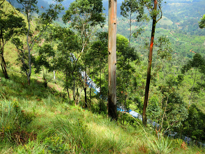 cenic Trekking and Hiking Tours in Horton Plains and Bambarakanda Waterfall - Horton Plains trekking tours - bambarakanda waterfall trekking tours - Bambarakanda Waterfall and Horton Plains Trekking - trekking tours in sri lanka - Horton Plains Ohiya and Bambarakanda Waterfall Trekking Trip in Sri Lanka - sri lanka trekking & hiking trips