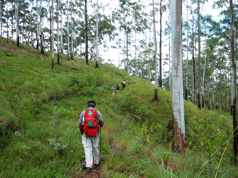 cenic Trekking and Hiking Tours in Horton Plains and Bambarakanda Waterfall - Horton Plains trekking tours - bambarakanda waterfall trekking tours - Bambarakanda Waterfall and Horton Plains Trekking - trekking tours in sri lanka - Horton Plains Ohiya and Bambarakanda Waterfall Trekking Trip in Sri Lanka - sri lanka trekking & hiking trips
