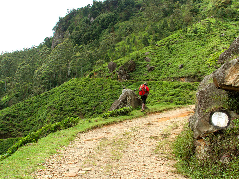 cenic Trekking and Hiking Tours in Horton Plains and Bambarakanda Waterfall - Horton Plains trekking tours - bambarakanda waterfall trekking tours - Bambarakanda Waterfall and Horton Plains Trekking - trekking tours in sri lanka - Horton Plains Ohiya and Bambarakanda Waterfall Trekking Trip in Sri Lanka - sri lanka trekking & hiking trips