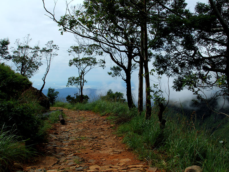 cenic Trekking and Hiking Tours in Horton Plains and Bambarakanda Waterfall - Horton Plains trekking tours - bambarakanda waterfall trekking tours - Bambarakanda Waterfall and Horton Plains Trekking - trekking tours in sri lanka - Horton Plains Ohiya and Bambarakanda Waterfall Trekking Trip in Sri Lanka - sri lanka trekking & hiking trips