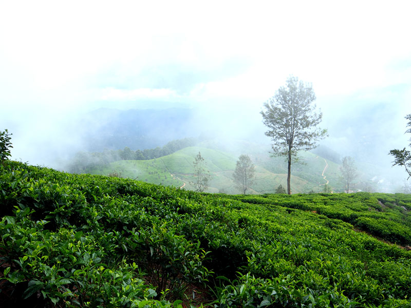 cenic Trekking and Hiking Tours in Horton Plains and Bambarakanda Waterfall - Horton Plains trekking tours - bambarakanda waterfall trekking tours - Bambarakanda Waterfall and Horton Plains Trekking - trekking tours in sri lanka - Horton Plains Ohiya and Bambarakanda Waterfall Trekking Trip in Sri Lanka - sri lanka trekking & hiking trips