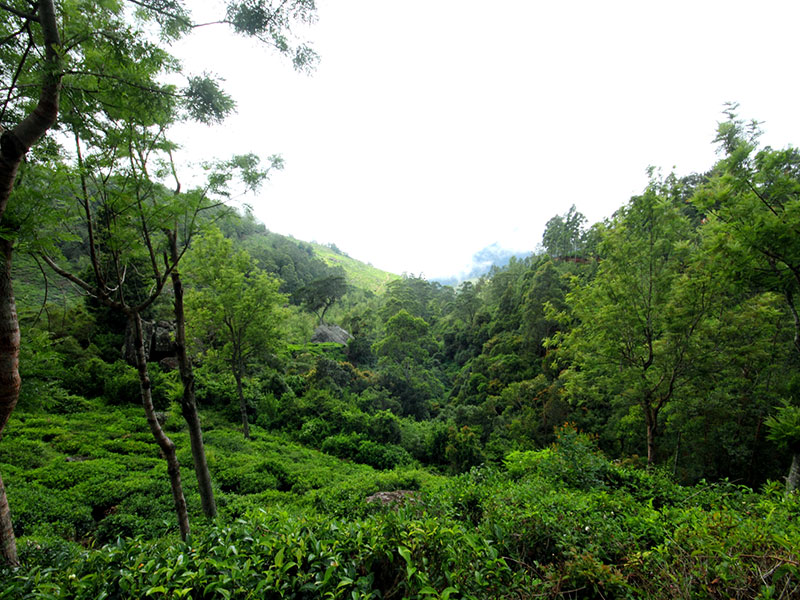 cenic Trekking and Hiking Tours in Horton Plains and Bambarakanda Waterfall - Horton Plains trekking tours - bambarakanda waterfall trekking tours - Bambarakanda Waterfall and Horton Plains Trekking - trekking tours in sri lanka - Horton Plains Ohiya and Bambarakanda Waterfall Trekking Trip in Sri Lanka - sri lanka trekking & hiking trips
