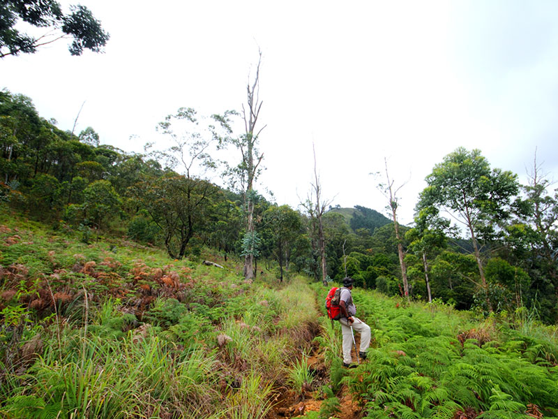 cenic Trekking and Hiking Tours in Horton Plains and Bambarakanda Waterfall - Horton Plains trekking tours - bambarakanda waterfall trekking tours - Bambarakanda Waterfall and Horton Plains Trekking - trekking tours in sri lanka - Horton Plains Ohiya and Bambarakanda Waterfall Trekking Trip in Sri Lanka - sri lanka trekking & hiking trips