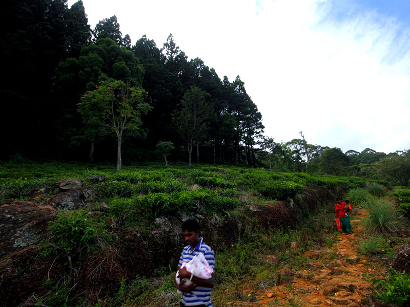 cenic Trekking and Hiking Tours in Horton Plains and Bambarakanda Waterfall - Horton Plains trekking tours - bambarakanda waterfall trekking tours - Bambarakanda Waterfall and Horton Plains Trekking - trekking tours in sri lanka - Horton Plains Ohiya and Bambarakanda Waterfall Trekking Trip in Sri Lanka - sri lanka trekking & hiking trips