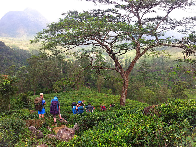 Trekking tours in Knuckles Mountains - Kncukles Trekking Trips - Knuckles Mountains Trekking Tours - Trekking Trips in Knuckles - Knuckles trekking tours - Sri Lanka Trekking Trips - Trekking Trips in Sri Lanka