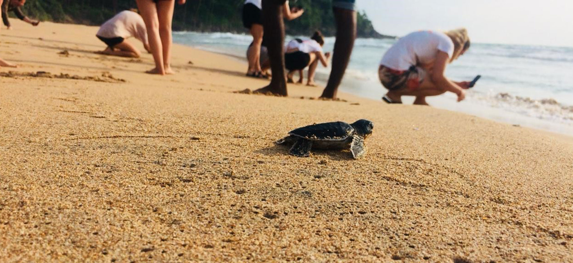 Volunteer in Sri Lanka - Turtle Conservation in Sri Lanka - Turtle study and conservation experience - Volunteer for Turtle Conservation in Sri Lanka