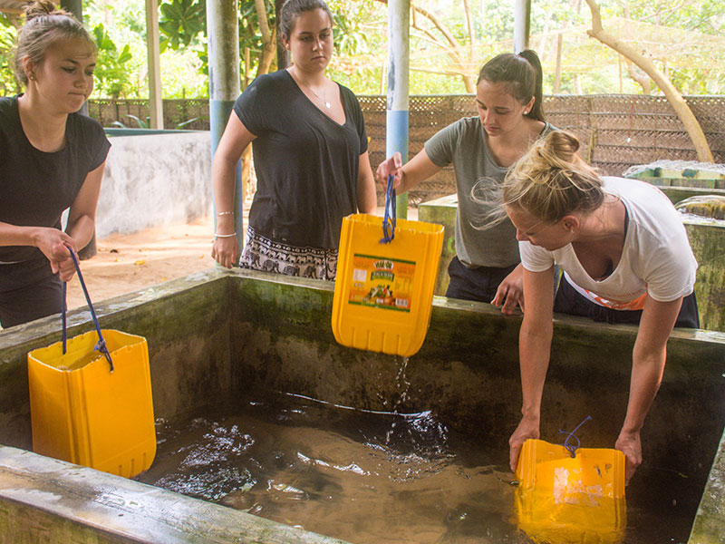 Volunteer in Sri Lanka - Turtle Conservation in Sri Lanka - Turtle study and conservation experience - Volunteer for Turtle Conservation in Sri Lanka