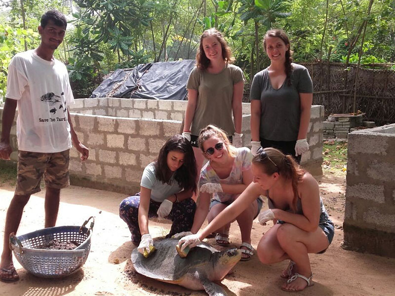 Volunteer in Sri Lanka - Turtle Conservation in Sri Lanka - Turtle study and conservation experience - Volunteer for Turtle Conservation in Sri Lanka