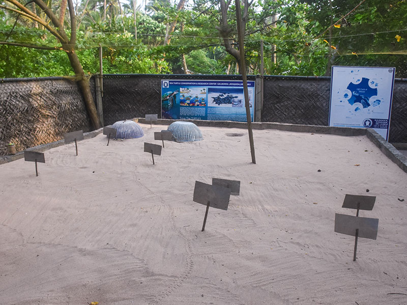 Volunteer in Sri Lanka - Turtle Conservation in Sri Lanka - Turtle study and conservation experience - Volunteer for Turtle Conservation in Sri Lanka