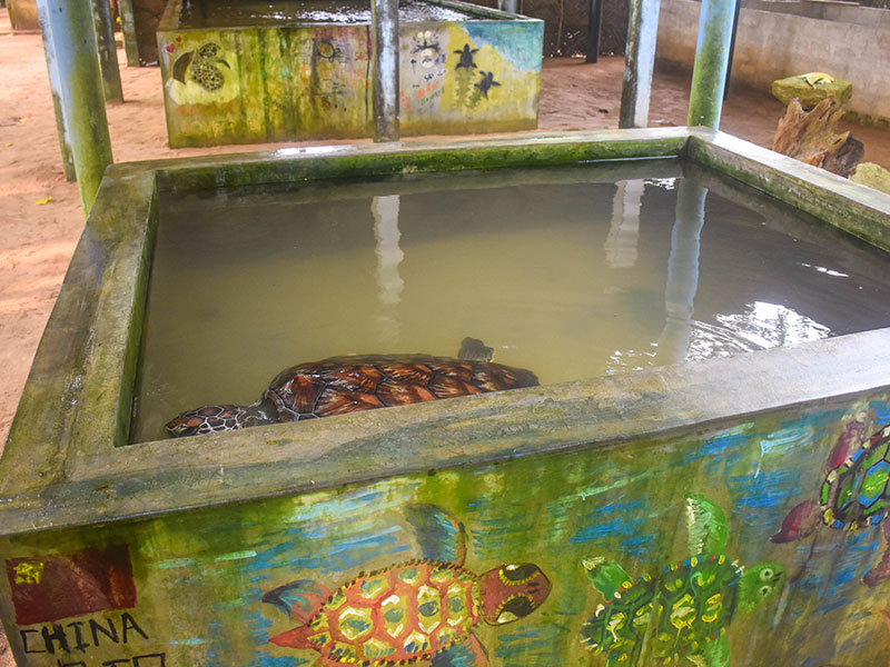 Volunteer in Sri Lanka - Turtle Conservation in Sri Lanka - Turtle study and conservation experience - Volunteer for Turtle Conservation in Sri Lanka
