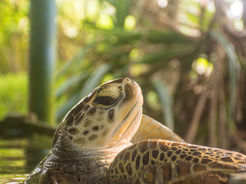 Volunteer in Sri Lanka - Turtle Conservation in Sri Lanka - Turtle study and conservation experience - Volunteer for Turtle Conservation in Sri Lanka