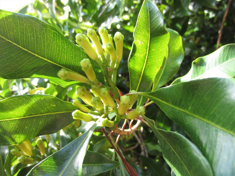 Rural Village in Kandy - Kandy Rural Villages - Village Walks in Kandy - Kandy Village Walks
