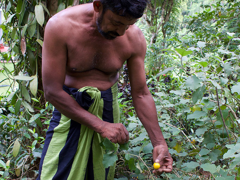Rural Village in Kandy - Kandy Rural Villages - Village Walks in Kandy - Kandy Village Walks