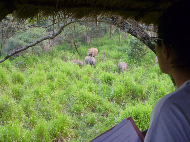 Wild Elephant Observation in Sri Lanka - Wasgamuwa National park- Conservation Expedition in Wasgamuwa - Elephant Watching in wasgamuwa National Park - Wasgamuwa, Sri Lanka