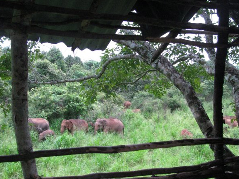 Wild Elephant Observation in Sri Lanka - Wasgamuwa National park- Conservation Expedition in Wasgamuwa - Elephant Watching in wasgamuwa National Park - Wasgamuwa, Sri Lanka