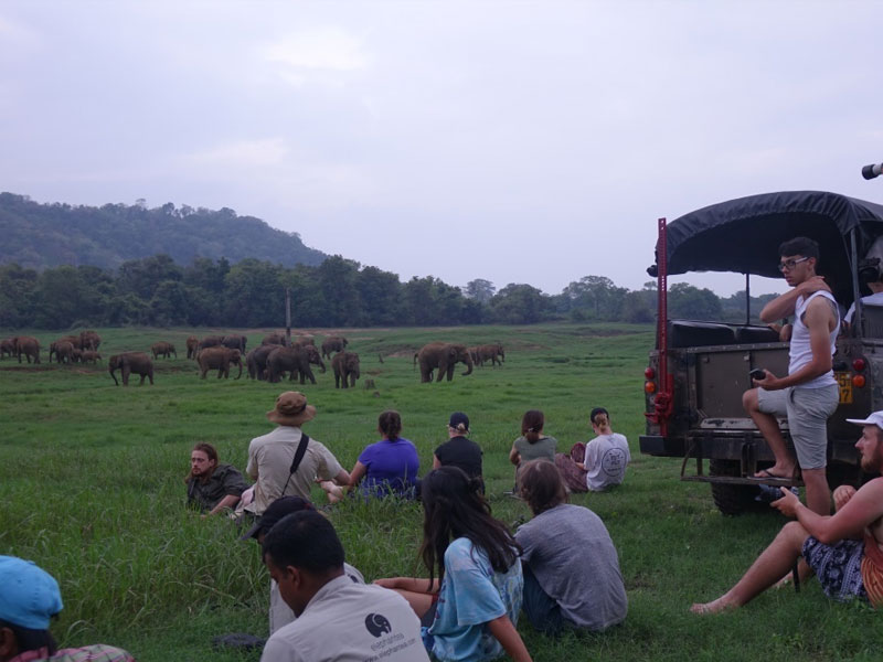 Wild Elephant Observation in Sri Lanka - Wasgamuwa National park- Conservation Expedition in Wasgamuwa - Elephant Watching in wasgamuwa National Park - Wasgamuwa, Sri Lanka