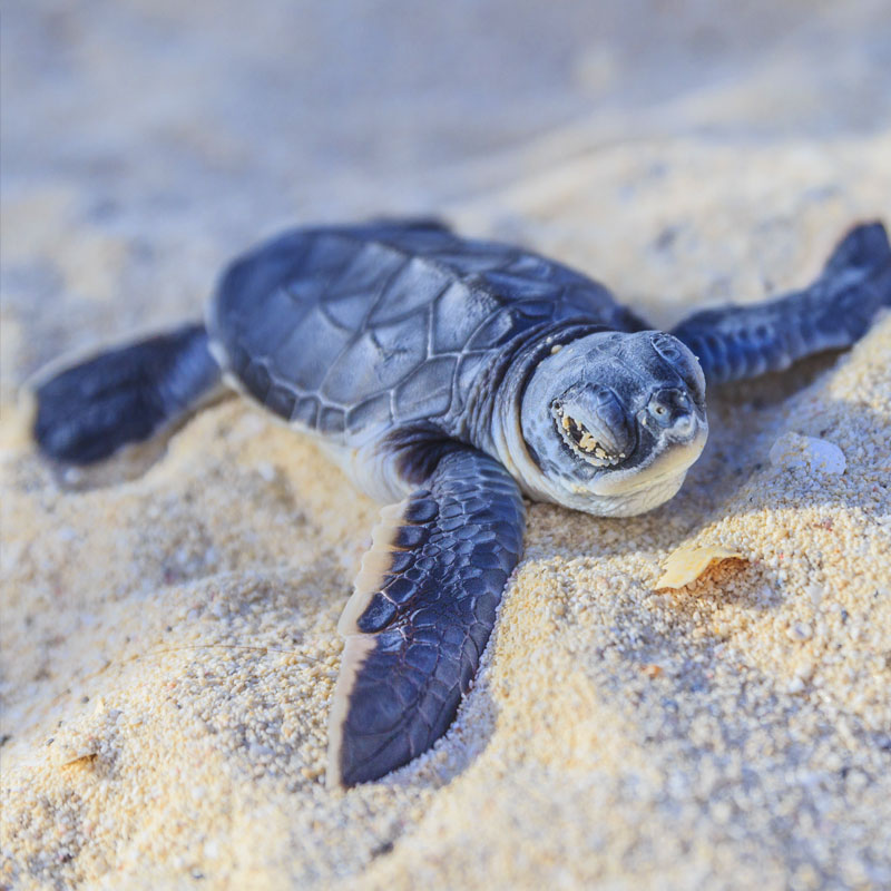Galle fort day tours - Day tours to Galle from Colombo - Top 10 Galle Day Trips & Excursions - Galle Day Tour with Turtle Hatchery - Visit Sea Turtle Hatchery Centre Mahamodara trip to Galle