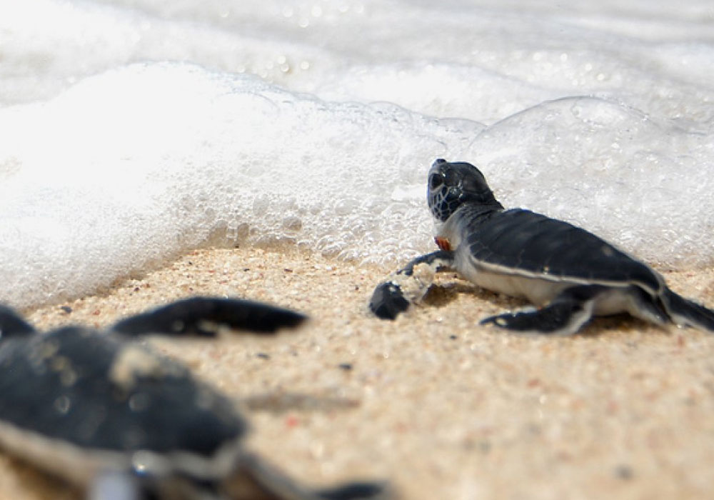 Galle fort day tours - Day tours to Galle from Colombo - Top 10 Galle Day Trips & Excursions - Galle Day Tour with Turtle Hatchery - Visit Sea Turtle Hatchery Centre Mahamodara trip to Galle