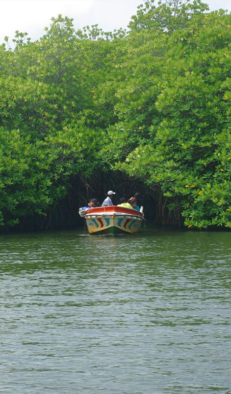 Galle fort day tours - Day tours to Galle from Colombo - Top 10 Galle Day Trips & Excursions - Galle Day Tour with Turtle Hatchery - Visit Sea Turtle Hatchery Centre Mahamodara trip to Galle