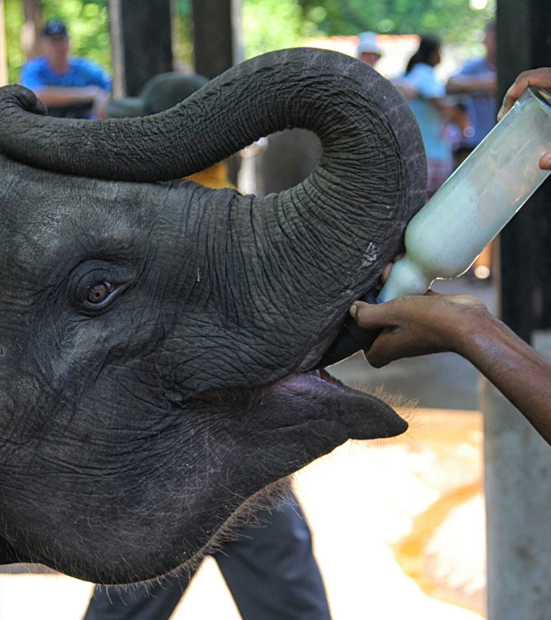 Day Tour of Kandy in Sri Lanka - Kandy Day Tours and Activities - Day Tours to Pinnawala Elephant Orphanage - Day Tours in Kandy - Day Tours to Kandy - Day Tours in Kandy - Kandy Day Tours from Colombo - Tours to Kandy from Colombo -  Day Trips to kandy from Colombo - Day Trips to Kandy from Colombo - Kandy Day Trips - Pinnawala Day Trips - Day Trips to Pinnawala Elephant Orphanage - Day Trips to Pinnawala from Colombo - Pinnawala Elephant Orphanage Day Trips - Day Tours to Pinnawala - Elephant Orphanage Day Tours - Peradeniya Botanical Garden Day Tours - Day Tours to Peradeniya Botanical Garden - Peradeniya Botanical Garden Day Tours