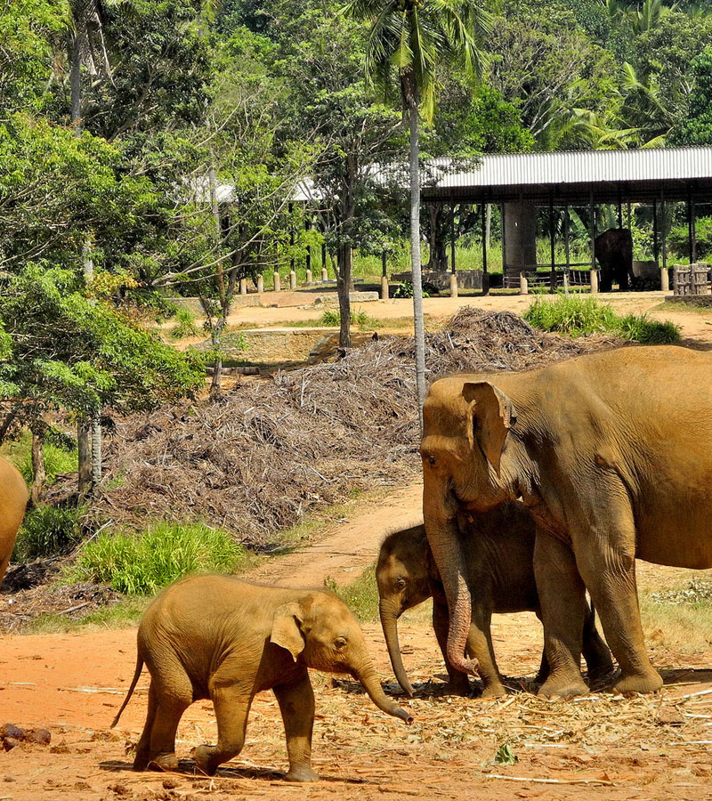 Day Tour of Kandy in Sri Lanka - Kandy Day Tours and Activities - Day Tours to Pinnawala Elephant Orphanage - Day Tours in Kandy - Day Tours to Kandy - Day Tours in Kandy - Kandy Day Tours from Colombo - Tours to Kandy from Colombo -  Day Trips to kandy from Colombo - Day Trips to Kandy from Colombo - Kandy Day Trips - Pinnawala Day Trips - Day Trips to Pinnawala Elephant Orphanage - Day Trips to Pinnawala from Colombo - Pinnawala Elephant Orphanage Day Trips - Day Tours to Pinnawala - Elephant Orphanage Day Tours - Peradeniya Botanical Garden Day Tours - Day Tours to Peradeniya Botanical Garden - Peradeniya Botanical Garden Day Tours