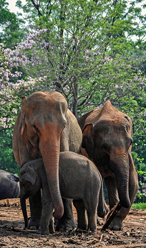 Day Tour of Kandy in Sri Lanka - Kandy Day Tours and Activities - Day Tours to Pinnawala Elephant Orphanage - Day Tours in Kandy - Day Tours to Kandy - Day Tours in Kandy - Kandy Day Tours from Colombo - Tours to Kandy from Colombo -  Day Trips to kandy from Colombo - Day Trips to Kandy from Colombo - Kandy Day Trips - Pinnawala Day Trips - Day Trips to Pinnawala Elephant Orphanage - Day Trips to Pinnawala from Colombo - Pinnawala Elephant Orphanage Day Trips - Day Tours to Pinnawala - Elephant Orphanage Day Tours - Peradeniya Botanical Garden Day Tours - Day Tours to Peradeniya Botanical Garden - Peradeniya Botanical Garden Day Tours