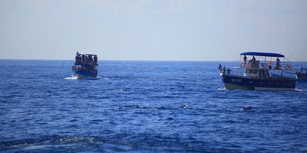 Whale watching Day Tours to Mirissa, Mirissa Whale Watching Day Tours, Day Tours to Mirissa Whale Watching, Mirissa Whale Watching Day Tours from Colombo, Whale Watching Tours in Mirissa, Mirissa Whale Watching Tours, Day Trips to Mirissa for Whale Watching, Mirissa Whale Watching Day Trips, Whale Watching Day trips from Colombo to Mirissa