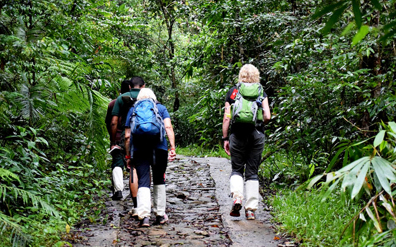 Day Tours in Sinharaja Rain Forest, Sinharaja Rain Forest Day Tours, Day Tours to Sinharaja Rain Forest, Sinharaja Rain Forest Day Tours, Trips to Sinharaja, Trips to Sinharaja Rain Forest, Sinharaja Rain Forest Day Trips from Colombo, Day Trips to Sinharaja Rain Forest, Bird Watching Day Tours to Sinharaja Rain Forest from Colombo, Day Tours to Sinharaja Rain Forest from Colombo