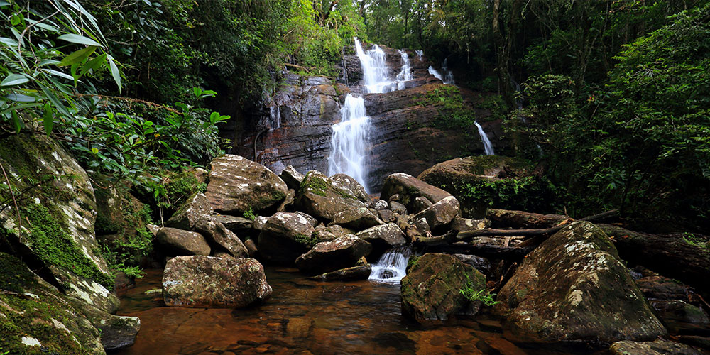 Day Tours in Sinharaja Rain Forest, Sinharaja Rain Forest Day Tours, Day Tours to Sinharaja Rain Forest, Sinharaja Rain Forest Day Tours, Trips to Sinharaja, Trips to Sinharaja Rain Forest, Sinharaja Rain Forest Day Trips from Colombo, Day Trips to Sinharaja Rain Forest, Bird Watching Day Tours to Sinharaja Rain Forest from Colombo, Day Tours to Sinharaja Rain Forest from Colombo