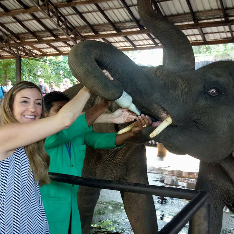 Spend a day with an Elephant in Pinnawala, Pinnawala Elephant Watchig Day Tours from Colombo, Day Tours to Pinnawala, Pinnawala Elephant Tours, Learn to Cook a Sri Lankan meal, Sri Lankan Cooking Demonstrations, Sri Lanka Cooking Classes, Cook a Sri Lankan meal, learn how to cook a Sri Lankan meal,Spend a day with an Elephant and a local family in Kandy