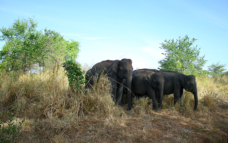 Day Tours to Udawalawe, Udawalawe Day Tours, Safari Day Tours to Udawalawe, Day Tours to Udawalawe Safaris, Udawalawe Day Tours with safaris, Udawalawe Safari Tours, Day Trips to Udawalawe, Udawalawe Day Trips, Day Trips to Udawalawe, Day Safari Trips to Udawalawe, Udawalawe Safari Day Trips, Safari Tours to Udawalawe from Colombo, Colombo Day Tours to Udawalawe, Wildlife Safari Day Tours in Udawalawe, Udawalawe Wildlife Safari Trips from Colombo, Colombo Safari Day Trips to Udawalawe National Park, Udawalawe Safari Day Tours from Colombo