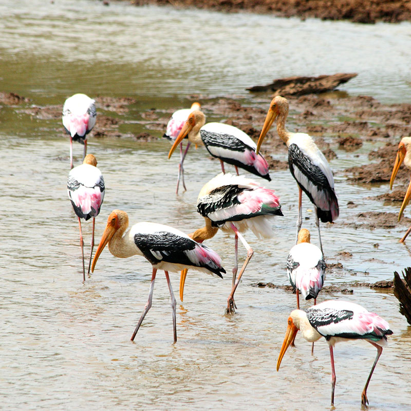 Day Tours to Udawalawe, Udawalawe Day Tours, Safari Day Tours to Udawalawe, Day Tours to Udawalawe Safaris, Udawalawe Day Tours with safaris, Udawalawe Safari Tours, Day Trips to Udawalawe, Udawalawe Day Trips, Day Trips to Udawalawe, Day Safari Trips to Udawalawe, Udawalawe Safari Day Trips, Safari Tours to Udawalawe from Colombo, Colombo Day Tours to Udawalawe, Wildlife Safari Day Tours in Udawalawe, Udawalawe Wildlife Safari Trips from Colombo, Colombo Safari Day Trips to Udawalawe National Park, Udawalawe Safari Day Tours from Colombo