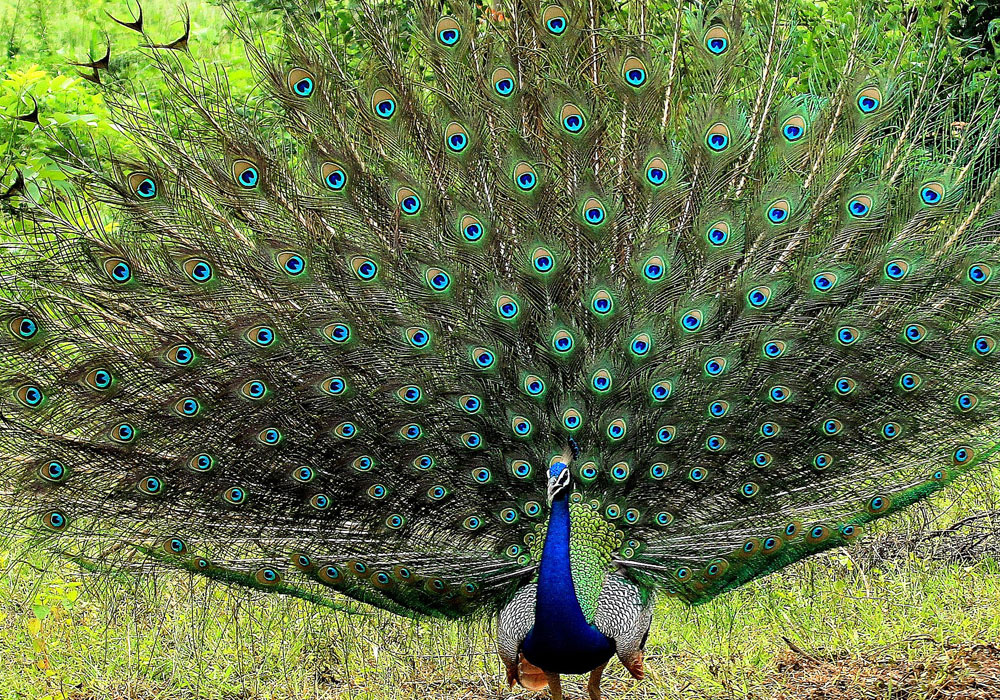 Day Tours to Udawalawe, Udawalawe Day Tours, Safari Day Tours to Udawalawe, Day Tours to Udawalawe Safaris, Udawalawe Day Tours with safaris, Udawalawe Safari Tours, Day Trips to Udawalawe, Udawalawe Day Trips, Day Trips to Udawalawe, Day Safari Trips to Udawalawe, Udawalawe Safari Day Trips, Safari Tours to Udawalawe from Colombo, Colombo Day Tours to Udawalawe, Wildlife Safari Day Tours in Udawalawe, Udawalawe Wildlife Safari Trips from Colombo, Colombo Safari Day Trips to Udawalawe National Park, Udawalawe Safari Day Tours from Colombo