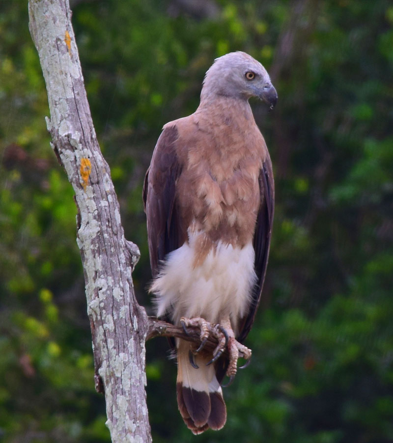 Day Tours to Udawalawe, Udawalawe Day Tours, Safari Day Tours to Udawalawe, Day Tours to Udawalawe Safaris, Udawalawe Day Tours with safaris, Udawalawe Safari Tours, Day Trips to Udawalawe, Udawalawe Day Trips, Day Trips to Udawalawe, Day Safari Trips to Udawalawe, Udawalawe Safari Day Trips, Safari Tours to Udawalawe from Colombo, Colombo Day Tours to Udawalawe, Wildlife Safari Day Tours in Udawalawe, Udawalawe Wildlife Safari Trips from Colombo, Colombo Safari Day Trips to Udawalawe National Park, Udawalawe Safari Day Tours from Colombo