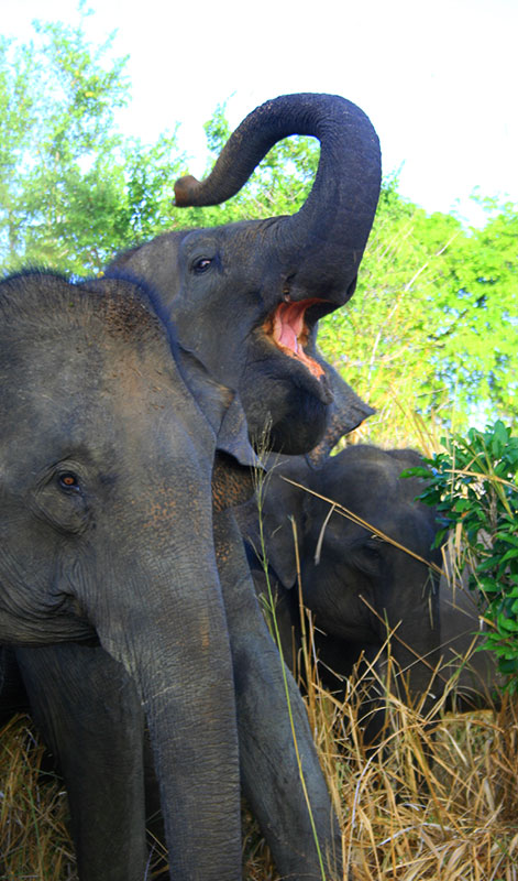 Day Tours to Udawalawe, Udawalawe Day Tours, Safari Day Tours to Udawalawe, Day Tours to Udawalawe Safaris, Udawalawe Day Tours with safaris, Udawalawe Safari Tours, Day Trips to Udawalawe, Udawalawe Day Trips, Day Trips to Udawalawe, Day Safari Trips to Udawalawe, Udawalawe Safari Day Trips, Safari Tours to Udawalawe from Colombo, Colombo Day Tours to Udawalawe, Wildlife Safari Day Tours in Udawalawe, Udawalawe Wildlife Safari Trips from Colombo, Colombo Safari Day Trips to Udawalawe National Park, Udawalawe Safari Day Tours from Colombo