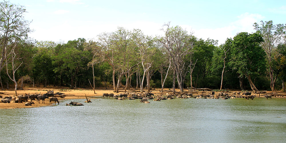 Day Tours to Udawalawe, Udawalawe Day Tours, Safari Day Tours to Udawalawe, Day Tours to Udawalawe Safaris, Udawalawe Day Tours with safaris, Udawalawe Safari Tours, Day Trips to Udawalawe, Udawalawe Day Trips, Day Trips to Udawalawe, Day Safari Trips to Udawalawe, Udawalawe Safari Day Trips, Safari Tours to Udawalawe from Colombo, Colombo Day Tours to Udawalawe, Wildlife Safari Day Tours in Udawalawe, Udawalawe Wildlife Safari Trips from Colombo, Colombo Safari Day Trips to Udawalawe National Park, Udawalawe Safari Day Tours from Colombo