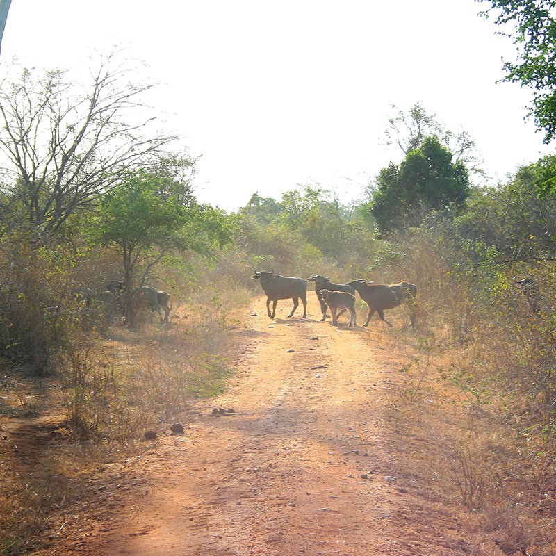 Day Tours to Udawalawe, Udawalawe Day Tours, Safari Day Tours to Udawalawe, Day Tours to Udawalawe Safaris, Udawalawe Day Tours with safaris, Udawalawe Safari Tours, Day Trips to Udawalawe, Udawalawe Day Trips, Day Trips to Udawalawe, Day Safari Trips to Udawalawe, Udawalawe Safari Day Trips, Safari Tours to Udawalawe from Colombo, Colombo Day Tours to Udawalawe, Wildlife Safari Day Tours in Udawalawe, Udawalawe Wildlife Safari Trips from Colombo, Colombo Safari Day Trips to Udawalawe National Park, Udawalawe Safari Day Tours from Colombo