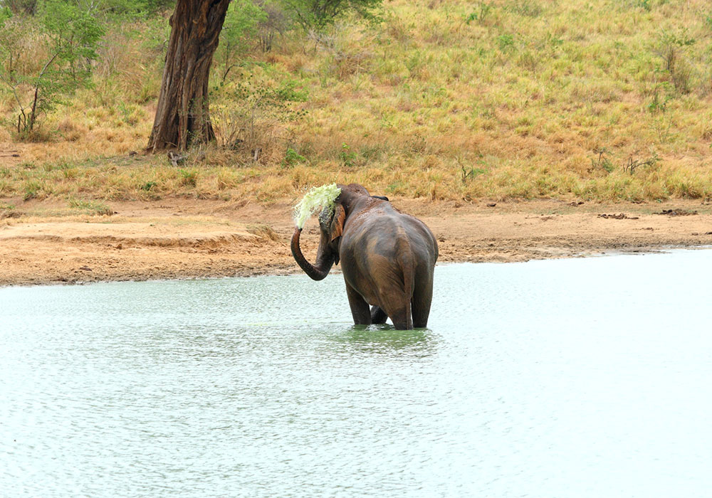 Day Tours to Udawalawe, Udawalawe Day Tours, Safari Day Tours to Udawalawe, Day Tours to Udawalawe Safaris, Udawalawe Day Tours with safaris, Udawalawe Safari Tours, Day Trips to Udawalawe, Udawalawe Day Trips, Day Trips to Udawalawe, Day Safari Trips to Udawalawe, Udawalawe Safari Day Trips, Safari Tours to Udawalawe from Colombo, Colombo Day Tours to Udawalawe, Wildlife Safari Day Tours in Udawalawe, Udawalawe Wildlife Safari Trips from Colombo, Colombo Safari Day Trips to Udawalawe National Park, Udawalawe Safari Day Tours from Colombo
