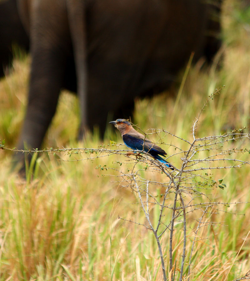 Day Tours to Udawalawe, Udawalawe Day Tours, Safari Day Tours to Udawalawe, Day Tours to Udawalawe Safaris, Udawalawe Day Tours with safaris, Udawalawe Safari Tours, Day Trips to Udawalawe, Udawalawe Day Trips, Day Trips to Udawalawe, Day Safari Trips to Udawalawe, Udawalawe Safari Day Trips, Safari Tours to Udawalawe from Colombo, Colombo Day Tours to Udawalawe, Wildlife Safari Day Tours in Udawalawe, Udawalawe Wildlife Safari Trips from Colombo, Colombo Safari Day Trips to Udawalawe National Park, Udawalawe Safari Day Tours from Colombo