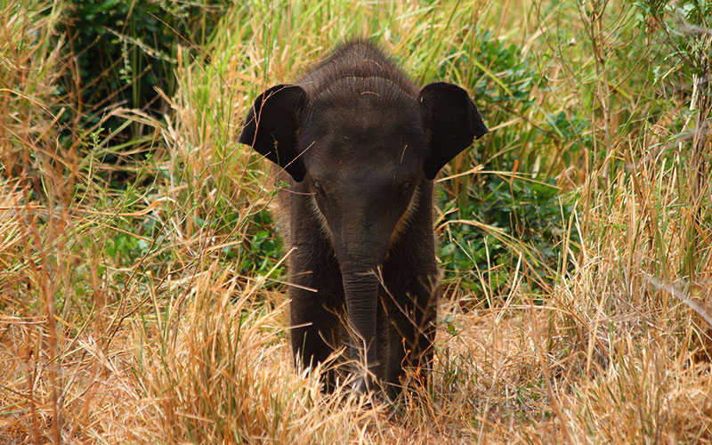Day Tours to Udawalawe, Udawalawe Day Tours, Safari Day Tours to Udawalawe, Day Tours to Udawalawe Safaris, Udawalawe Day Tours with safaris, Udawalawe Safari Tours, Day Trips to Udawalawe, Udawalawe Day Trips, Day Trips to Udawalawe, Day Safari Trips to Udawalawe, Udawalawe Safari Day Trips, Safari Tours to Udawalawe from Colombo, Colombo Day Tours to Udawalawe, Wildlife Safari Day Tours in Udawalawe, Udawalawe Wildlife Safari Trips from Colombo, Colombo Safari Day Trips to Udawalawe National Park, Udawalawe Safari Day Tours from Colombo