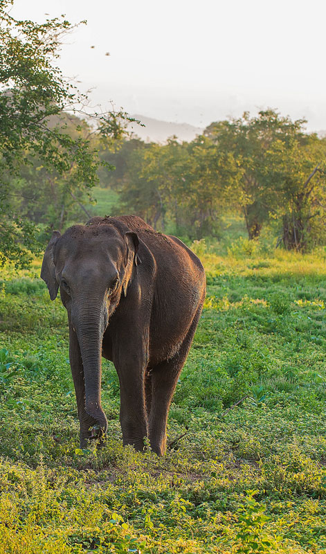 Day Tours to Udawalawe, Udawalawe Day Tours, Safari Day Tours to Udawalawe, Day Tours to Udawalawe Safaris, Udawalawe Day Tours with safaris, Udawalawe Safari Tours, Day Trips to Udawalawe, Udawalawe Day Trips, Day Trips to Udawalawe, Day Safari Trips to Udawalawe, Udawalawe Safari Day Trips, Safari Tours to Udawalawe from Colombo, Colombo Day Tours to Udawalawe, Wildlife Safari Day Tours in Udawalawe, Udawalawe Wildlife Safari Trips from Colombo, Colombo Safari Day Trips to Udawalawe National Park, Udawalawe Safari Day Tours from Colombo