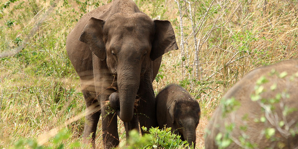 Day Tours to Udawalawe, Udawalawe Day Tours, Safari Day Tours to Udawalawe, Day Tours to Udawalawe Safaris, Udawalawe Day Tours with safaris, Udawalawe Safari Tours, Day Trips to Udawalawe, Udawalawe Day Trips, Day Trips to Udawalawe, Day Safari Trips to Udawalawe, Udawalawe Safari Day Trips, Safari Tours to Udawalawe from Colombo, Colombo Day Tours to Udawalawe, Wildlife Safari Day Tours in Udawalawe, Udawalawe Wildlife Safari Trips from Colombo, Colombo Safari Day Trips to Udawalawe National Park, Udawalawe Safari Day Tours from Colombo