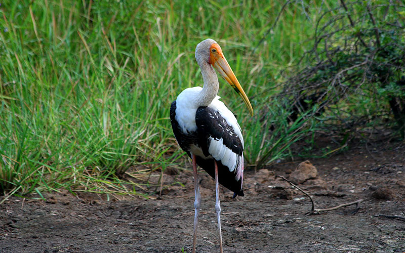 KYala Safari Tours - Wildlife Safaris in Yala - Wildlife Safari Tours in Yala National Park - Yala National park in Sri Lanka - Sri Lanka National parks - Jeep Tours in yala - Yala Safari Game Drives - Game Drives in Yala, Sri Lanka - Safari jeep Tours in Yala - Visit Yala National Park