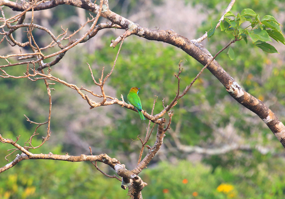 Yala Safari Tours - Wildlife Safaris in Yala - Wildlife Safari Tours in Yala National Park - Yala National park in Sri Lanka - Sri Lanka National parks - Jeep Tours in yala - Yala Safari Game Drives - Game Drives in Yala, Sri Lanka - Safari jeep Tours in Yala - Visit Yala National Park