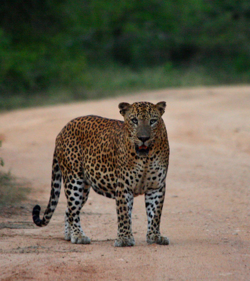 Yala Safari Tours - Wildlife Safaris in Yala - Wildlife Safari Tours in Yala National Park - Yala National park in Sri Lanka - Sri Lanka National parks - Jeep Tours in yala - Yala Safari Game Drives - Game Drives in Yala, Sri Lanka - Safari jeep Tours in Yala - Visit Yala National Park